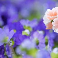 تقوى نور الجنة