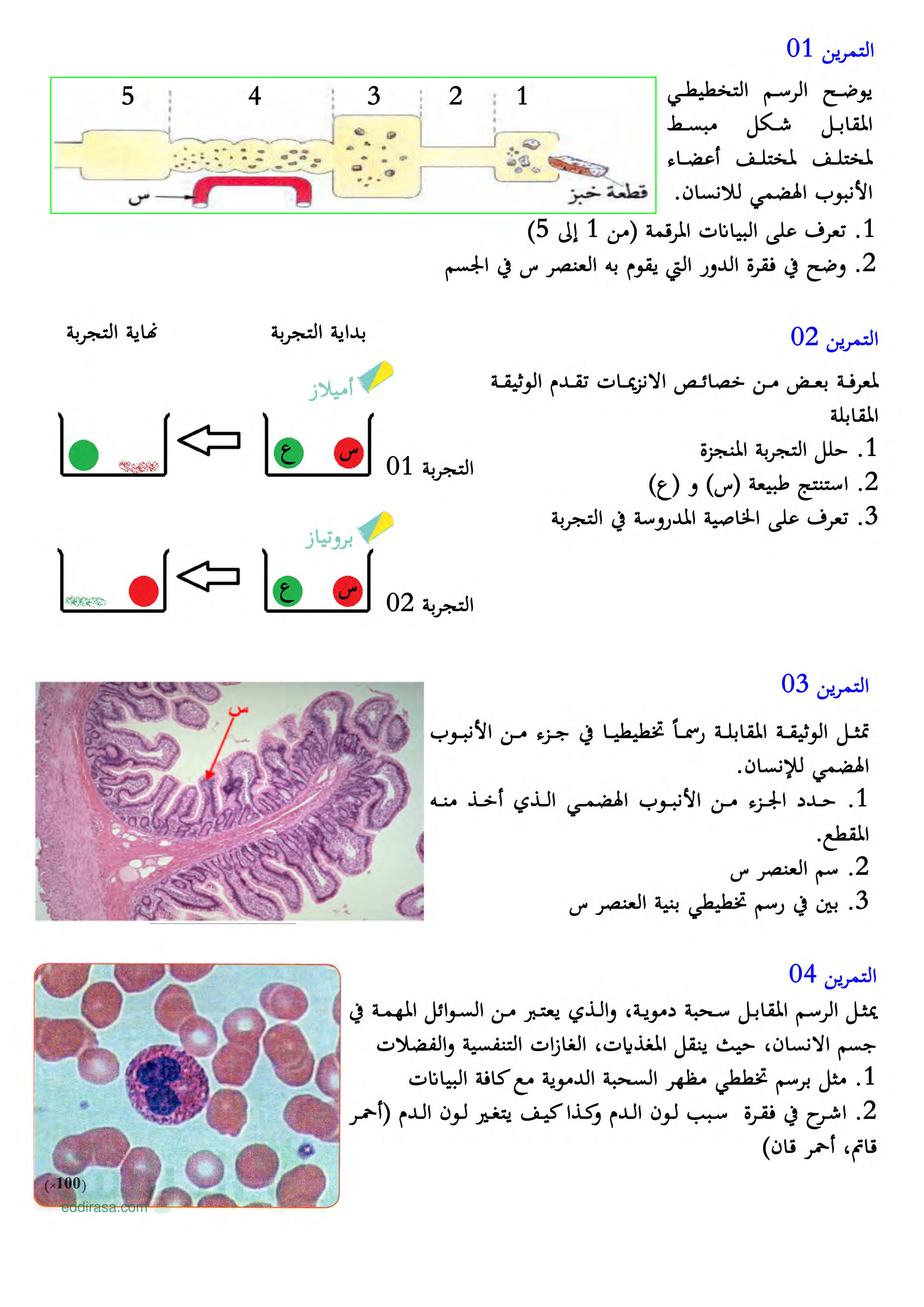 تمارين الصادق للعلوم الطبيعية و الحياة مع الحل - سنة 4 متوسط