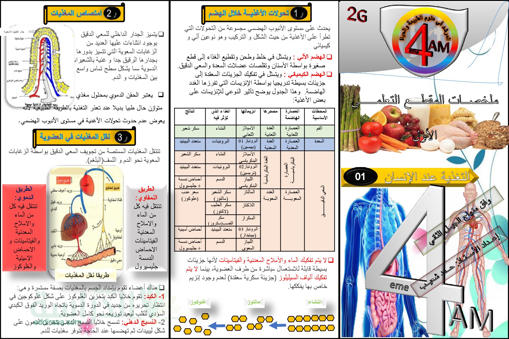 ملخصات المقطع التعلمي 1 التغذية عند الانسان - سنة 4 متوسط
