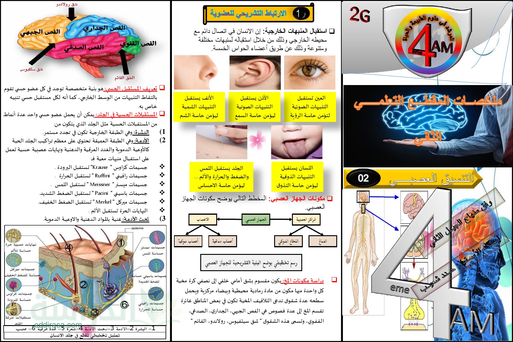 ملخصات المقطع التعلمي 2 التنسيق العصبي - سنة 4 متوسط