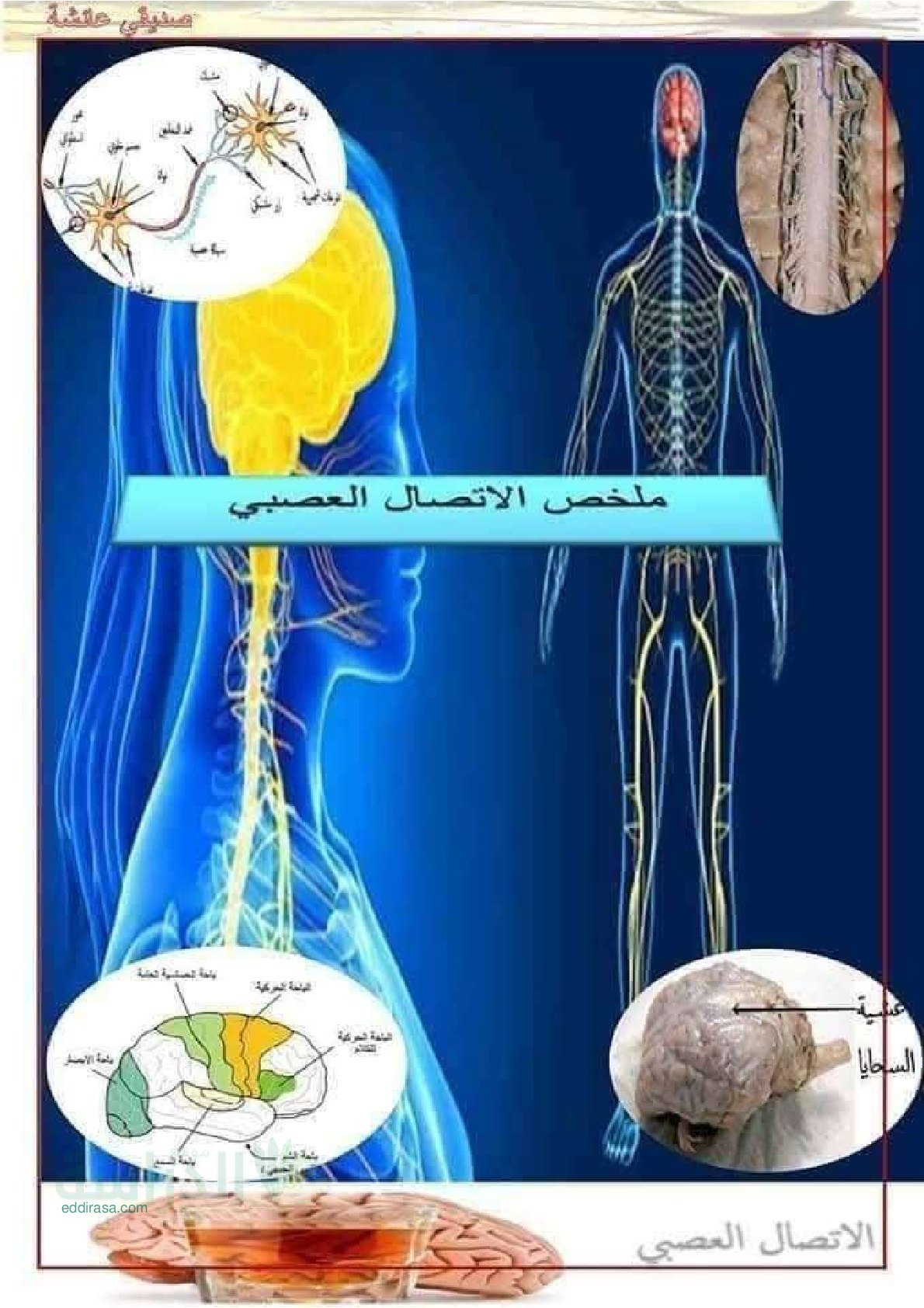 ملخص الاتصال العصبي - سنة 4 متوسط