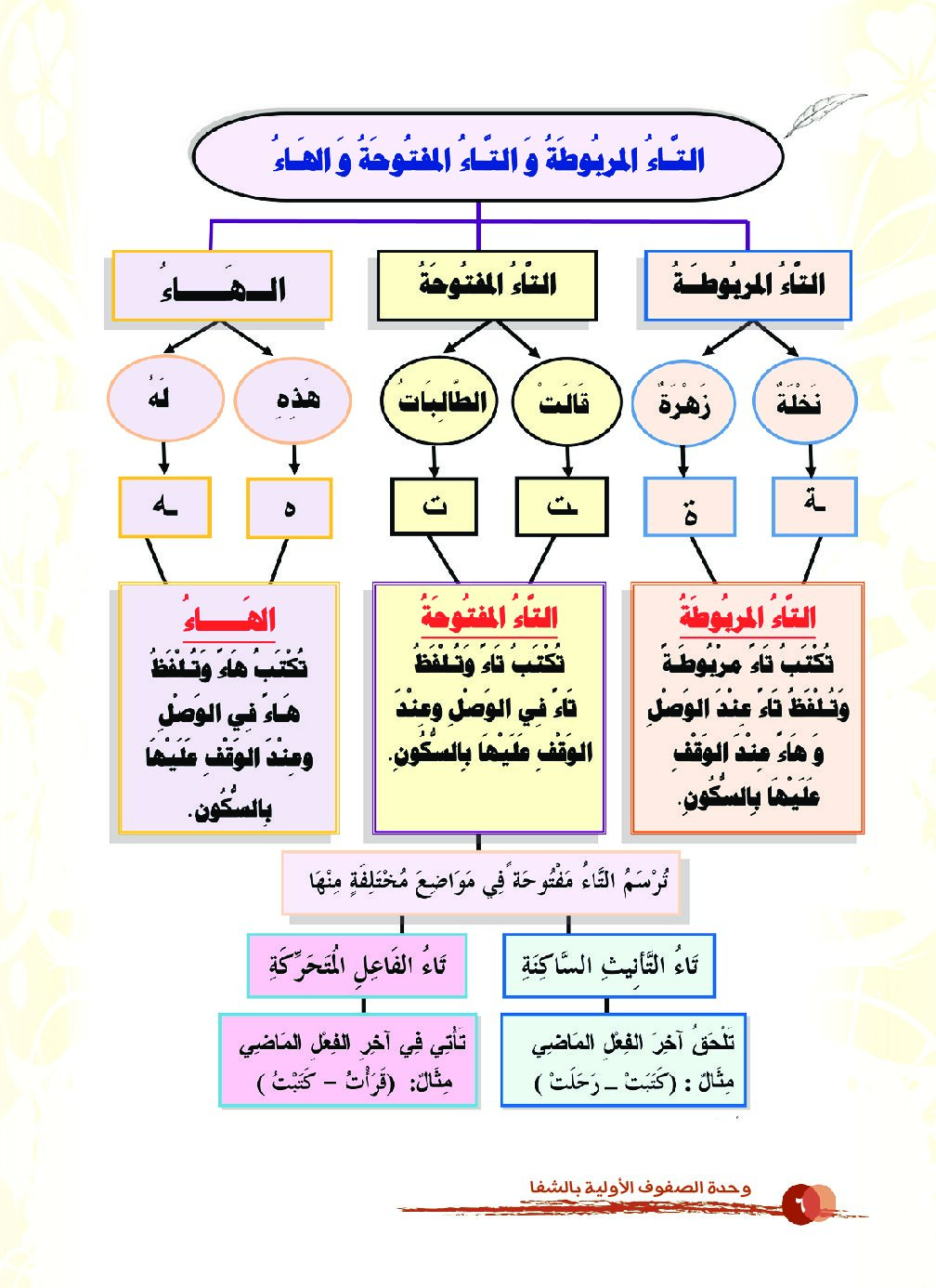 التاء المربوطة و التاء المفتوحة و الهاء - لغة عربية 1 ابتدائي