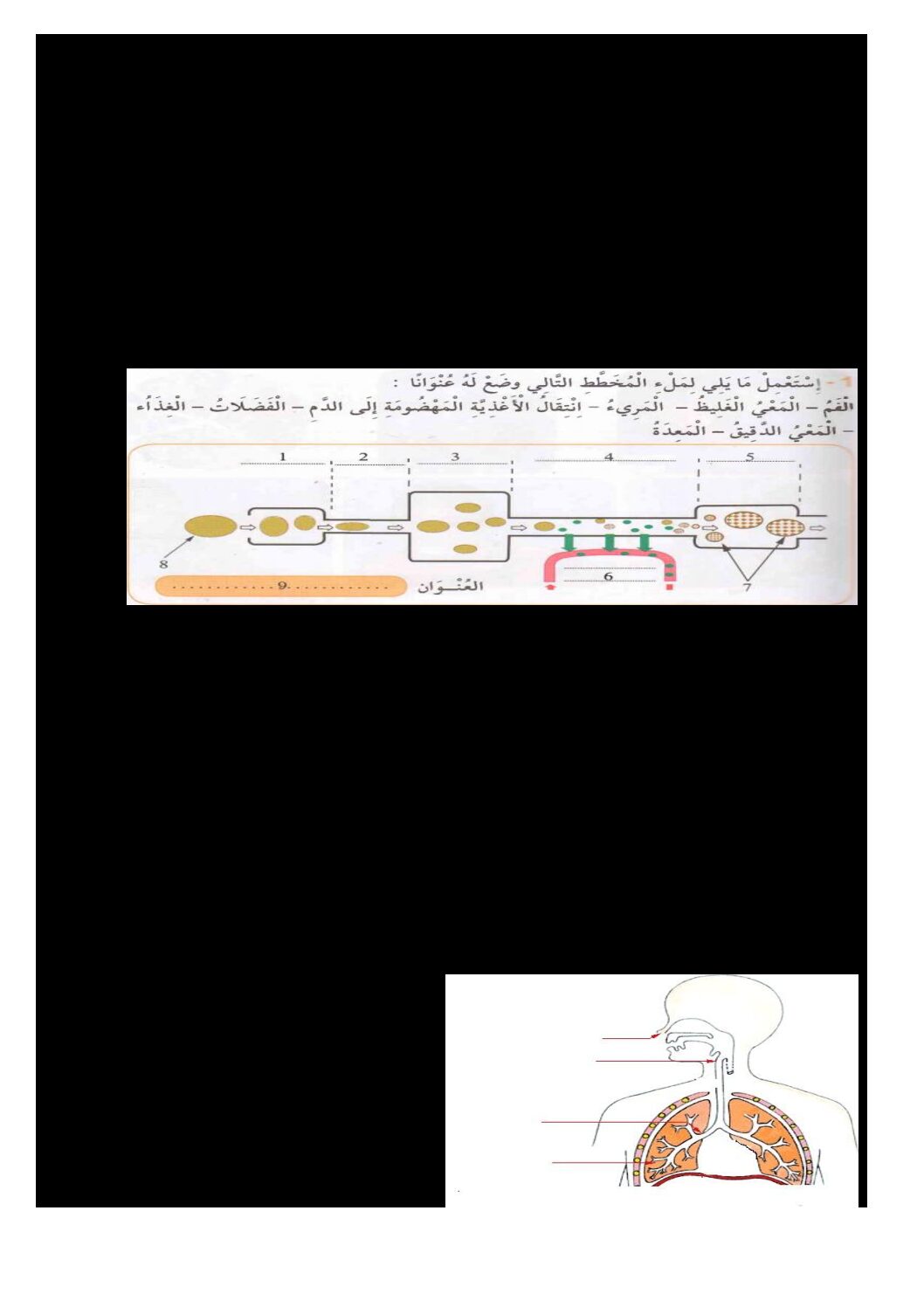 إختبار الفصل الأول في التربية العلمية السنة الرابعة ابتدائي رقم 43