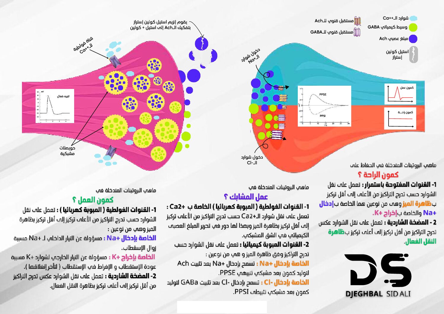 بطاقة المشبك المنبه والبروتينات المتدخلة في النقل المشبكي للأستاذ جغبال سيد علي 3 ثانوي