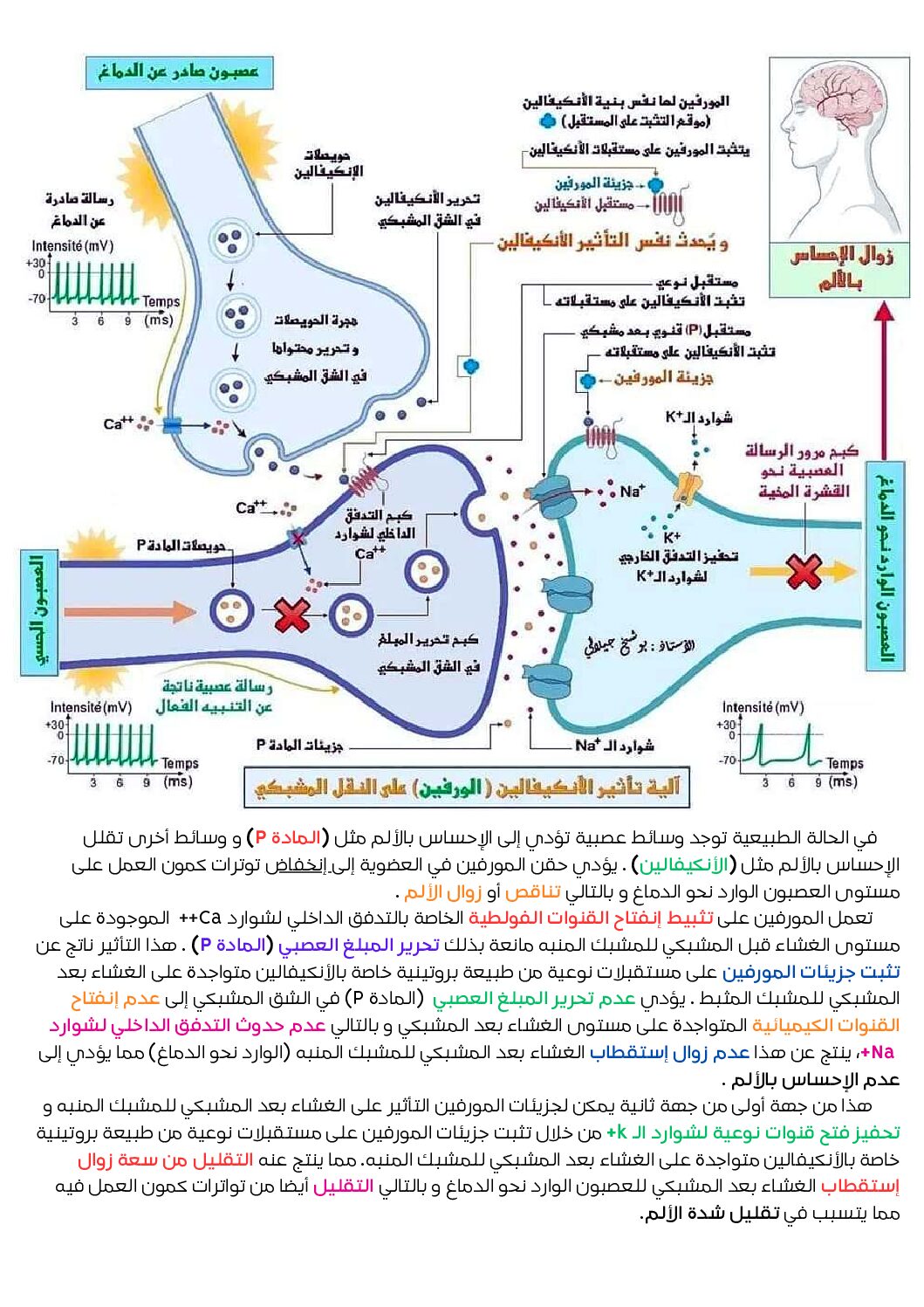 بطاقة تأثير المخدرات وآلية تاثير المورفين للأستاذ جغبال سيد علي 3 ثانوي