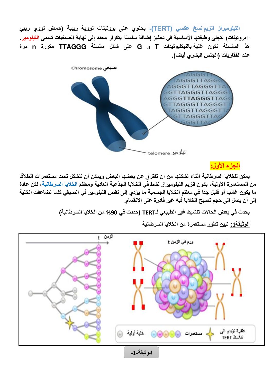 تمرين حول التيلوميراز و السرطان في العلوم الطبيعية للأستاذ حيمر 3 ثانوي