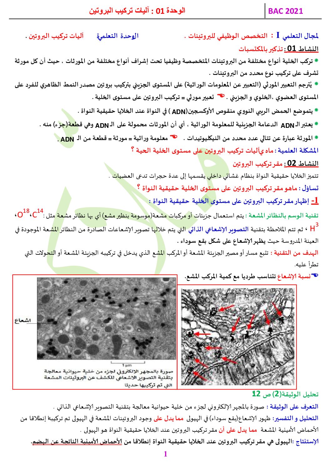 مذكرات وحدة آليات تركيب البروتين في العلوم الطبيعية 3 ثانوي