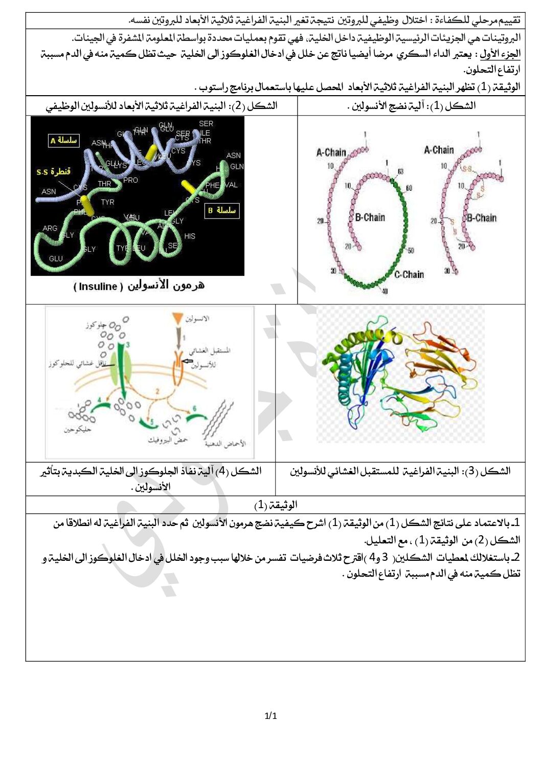 وضعية حول الاختلال الوظيفي لبروتين الأنسولين للاستاذة جلمودي خيرة 3 ثانوي