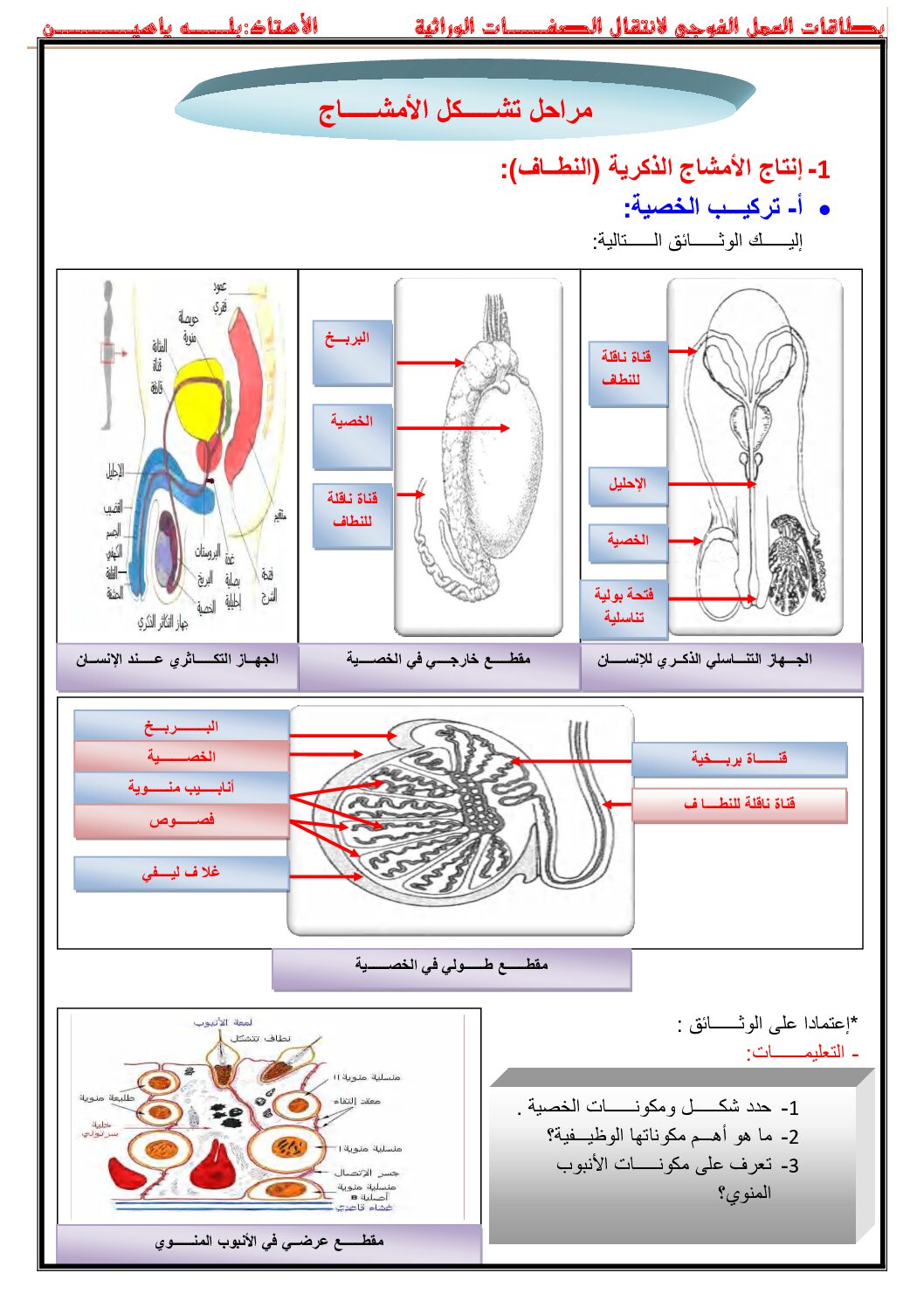 بطاقة العمل الفوجي لمراحل تشكل الامشاج في العلوم الطبيعية 4 متوسط
