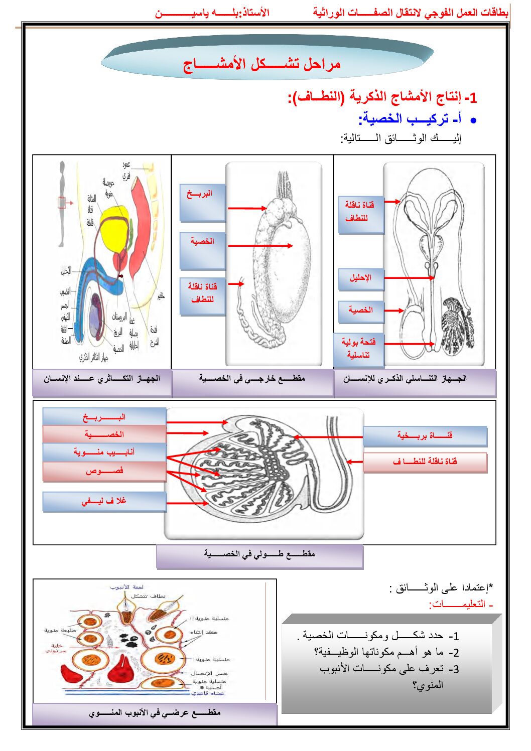 بطاقة العمل الفوجي لمقطع انتقال الصفات الوراثية في العلوم الطبيعية 4 متوسط