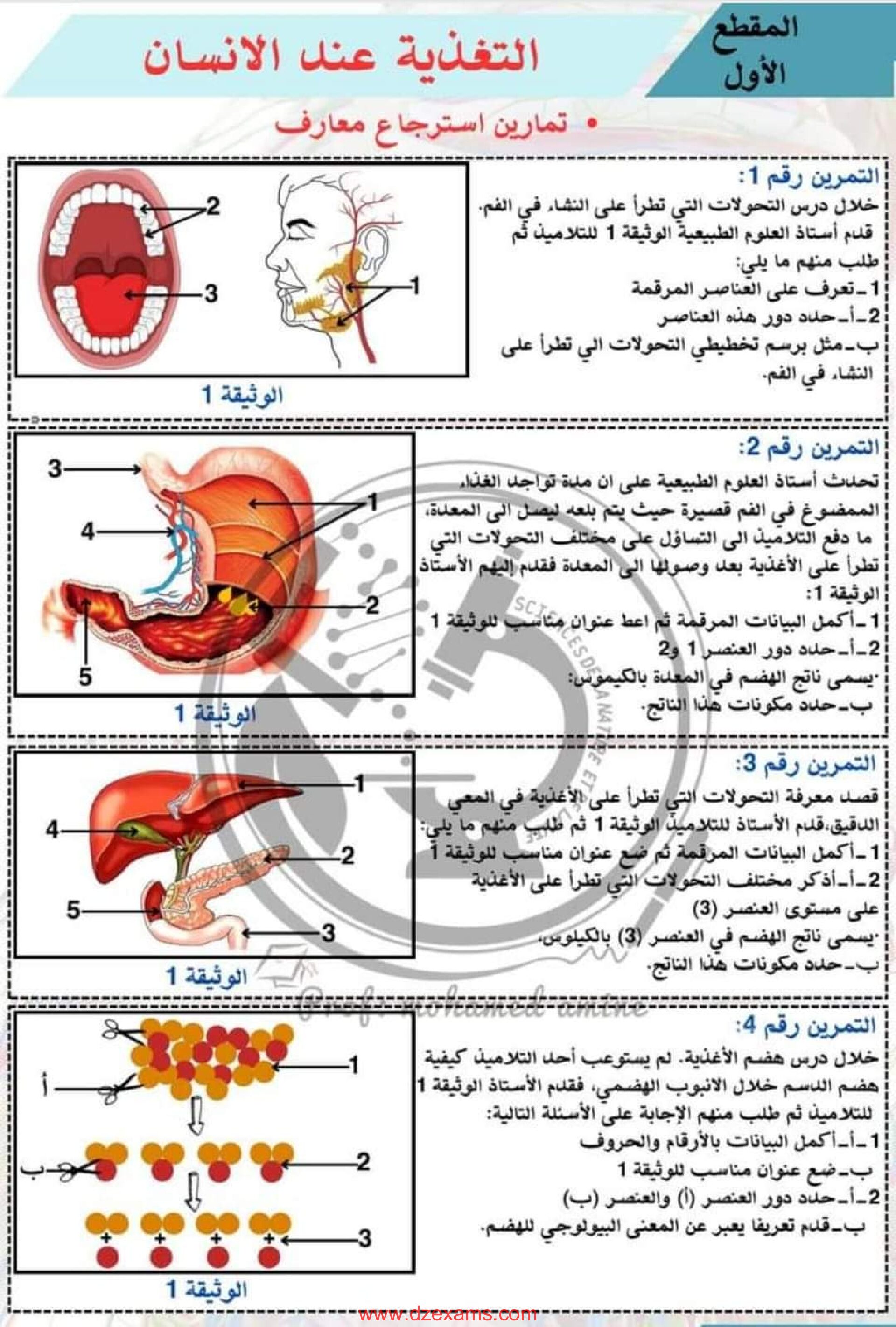 تمارين محلولة حول التغذية عند الانسان للاستاذ محمد الامين 4 متوسط