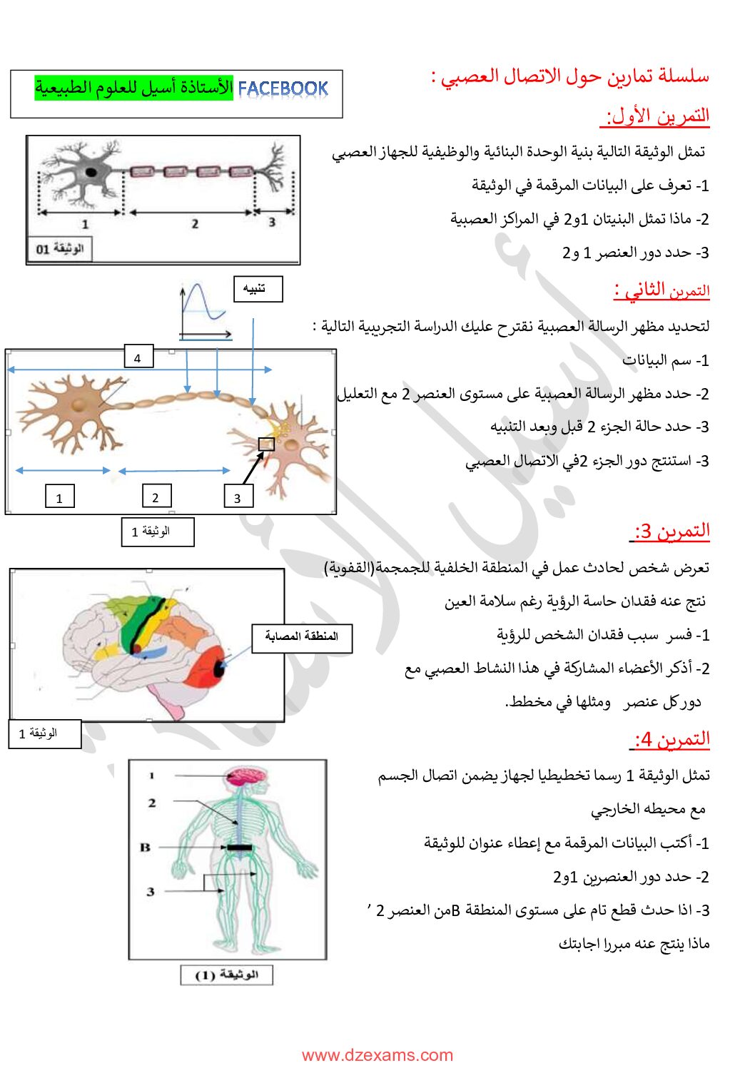 تمارين مع الحل حول الاتصال العصبي للاستاذة أسيل 4 متوسط