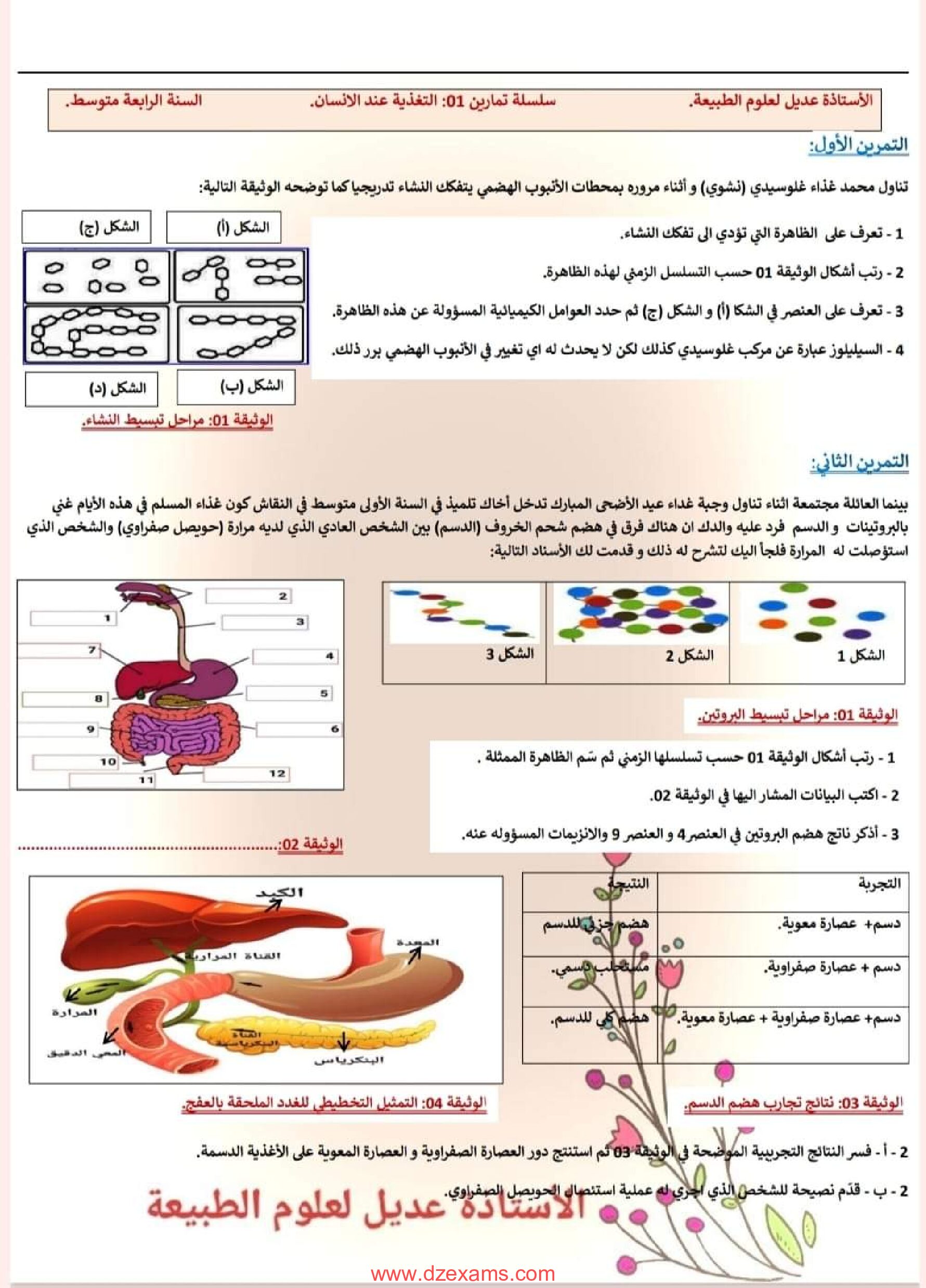 تمارين مع الحل حول التغذية عند الانسان للأستاذة عديل 4 متوسط