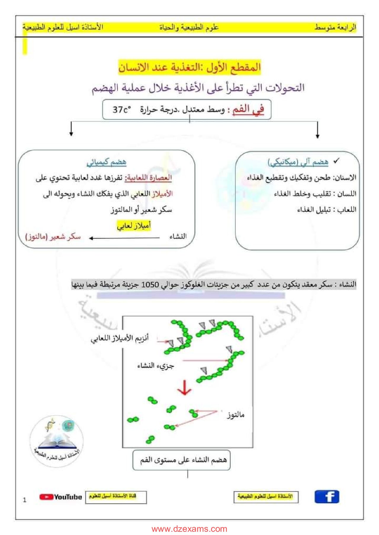 دروس المقطع 1 التغذية عند الانسان للاستاذة أسيل 4 متوسط