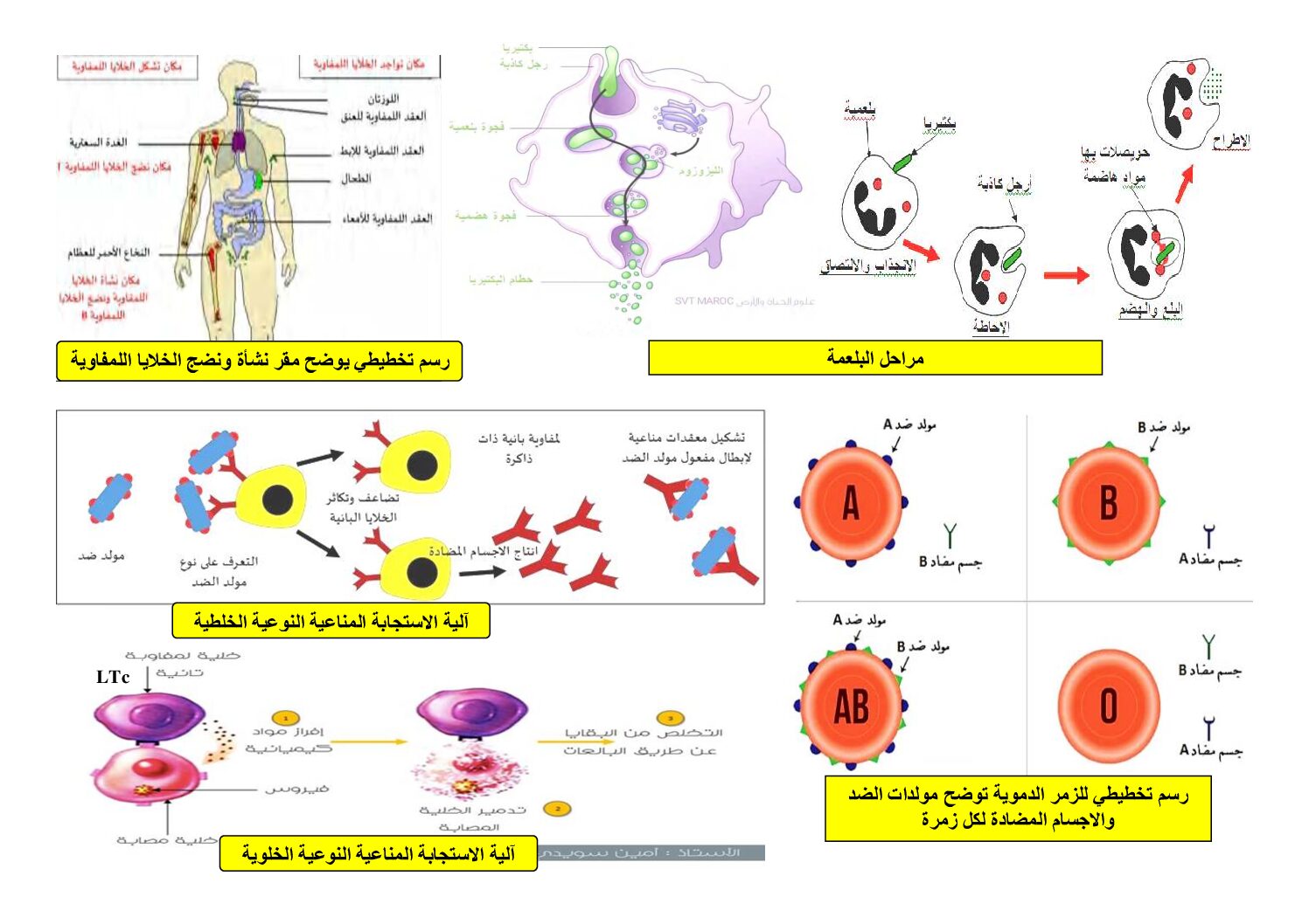 رسومات المناعة في مادة علوم الطبيعة و الحياة 4 متوسط