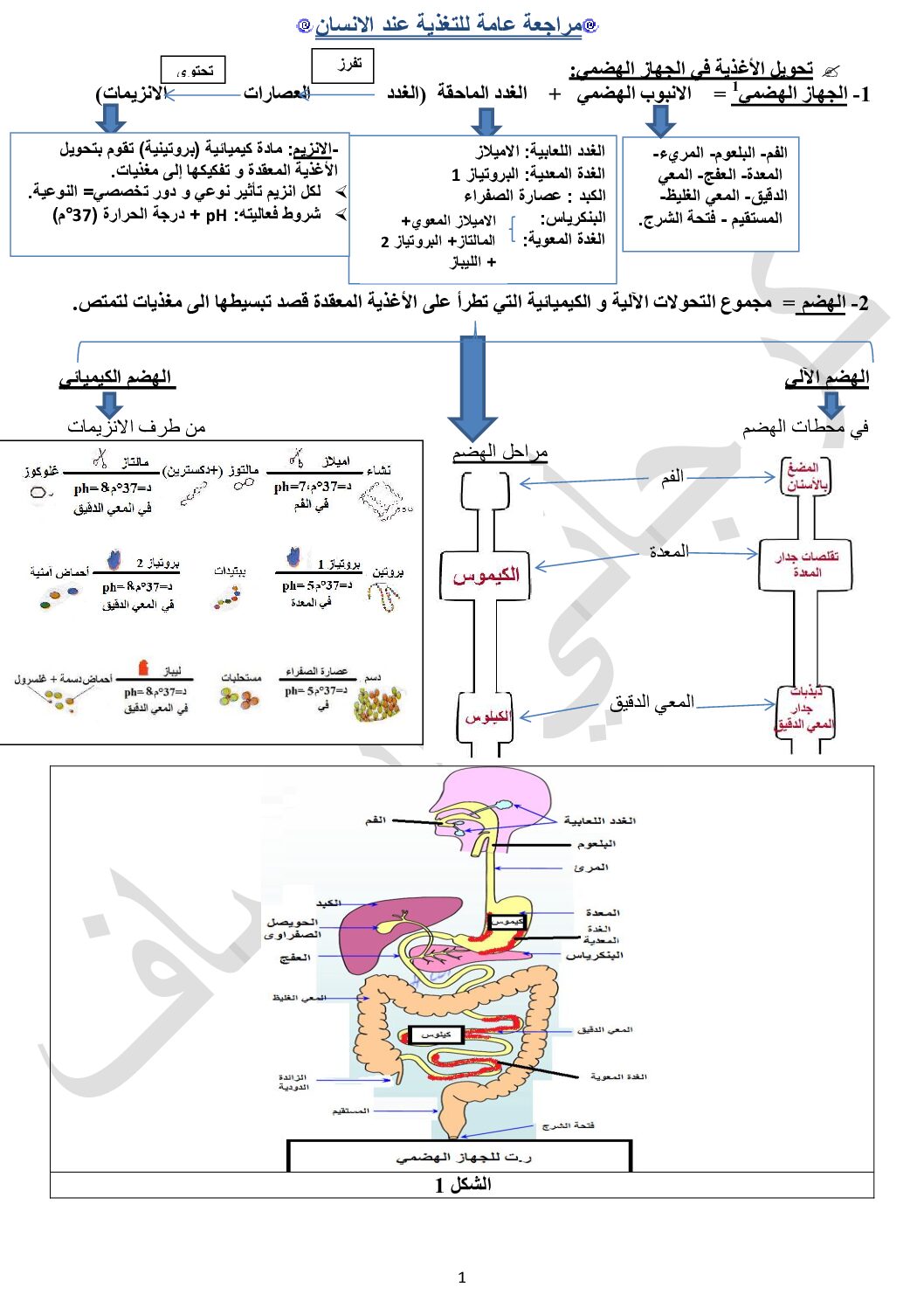 مراجعة عامة في العلوم الطبيعية إعداد الأستاذة إنصاف كرجاني 4 متوسط