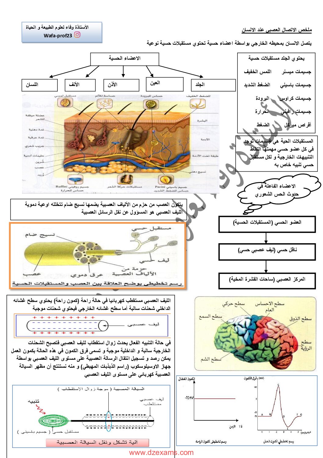 ملخص الاتصال العصبي للأستاذة وفاء 4 متوسط