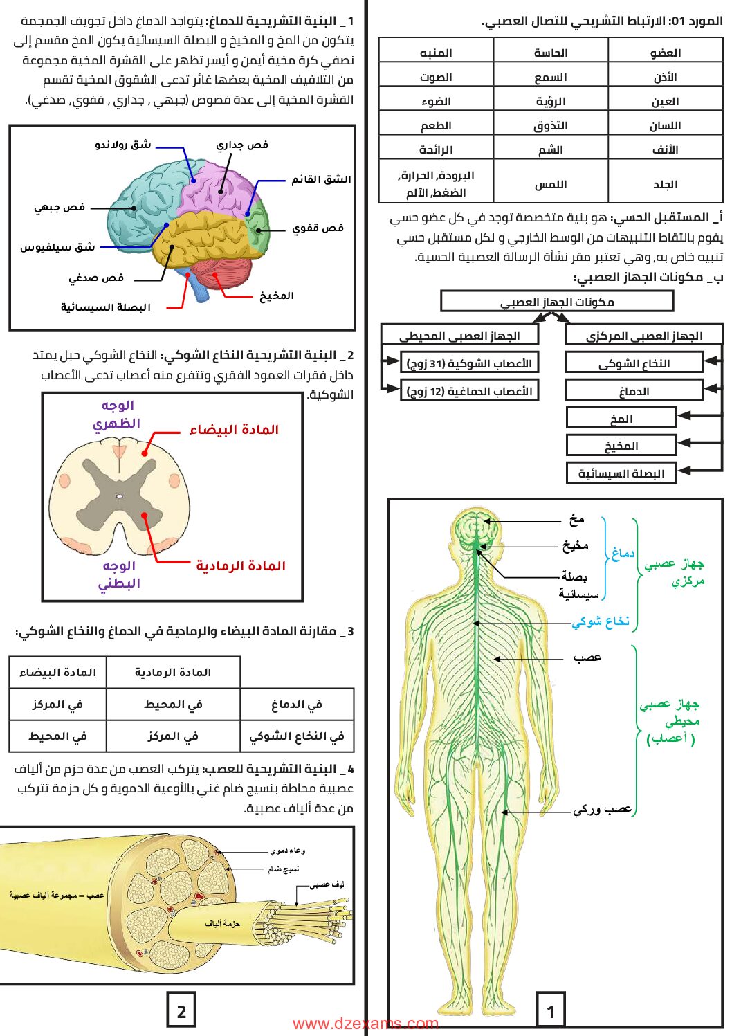 ملخص الاتصال العصبي للاستاذ الفايدي عياطة 4 متوسط