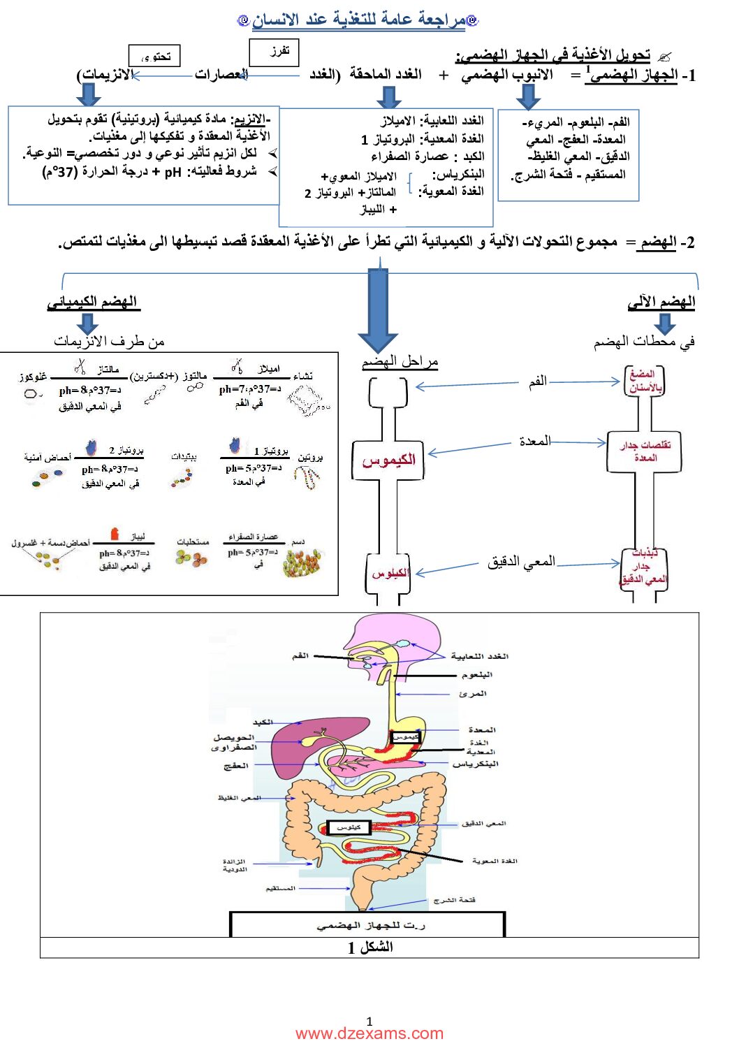 ملخص عام في علوم الطبيعة والحياة 4 متوسط