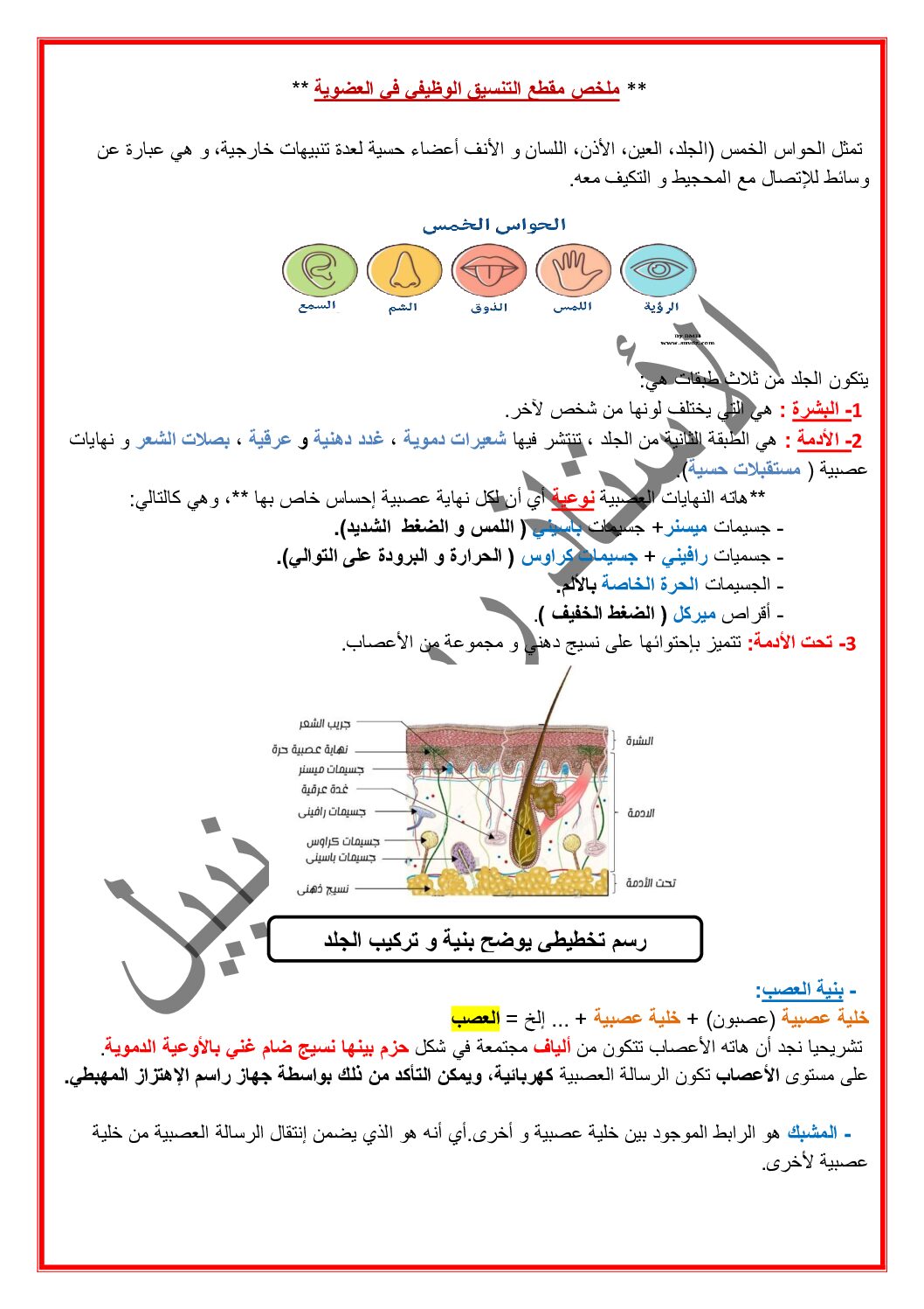 ملخص مقطع التنسيق الوظيفي في العضوية للاستاذ ربيعي نبيل 4 متوسط